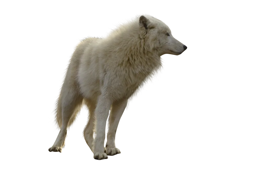 Transparent White Wolf Png - Wolf Transparent, Png Download